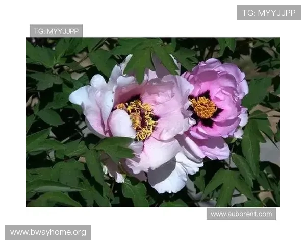 牡丹娱乐城：多样化的娱乐项目介绍，满足不同年龄层的娱乐偏好